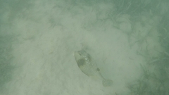 Lactophrys bicaudalis