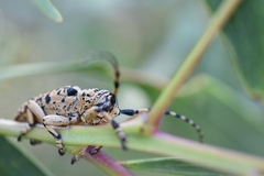 Cerambycoidea
