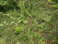 Sidastrum micranthum