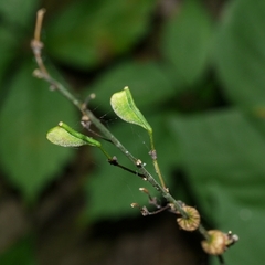 Neolasioptera desmodii