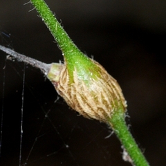 Neolasioptera desmodii