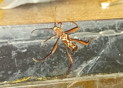 Neoclytus cacicus
