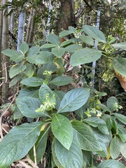 Trichodesma calycosum