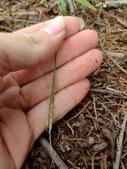 Digitaria henryi