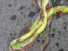 Ahaetulla