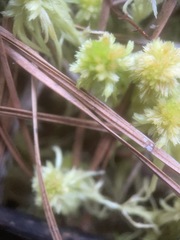 Sphagnum cuspidatum