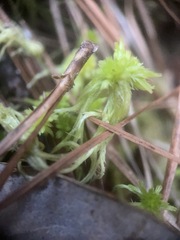 Sphagnum cuspidatum