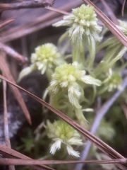 Sphagnum cuspidatum