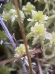 Sphagnum cuspidatum