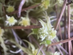 Sphagnum cuspidatum
