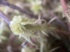 Sphagnum cuspidatum
