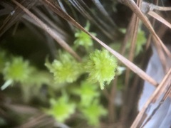Sphagnum cuspidatum