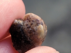 Crepidula fornicata