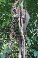 Plecturocebus moloch