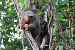 Plecturocebus moloch