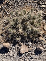 Grusonia aggeria