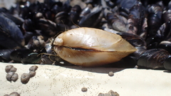Mytilus planulatus