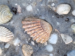 Cardites floridanus
