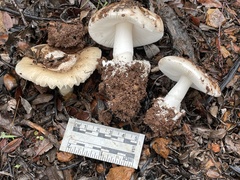Amanita calyptratoides