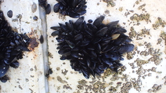 Mytilus planulatus