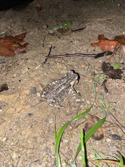 Anaxyrus boreas halophilus