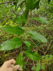 Citharexylum caudatum