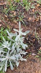 Pseudognaphalium microcephalum