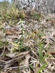 Spiranthes cernua