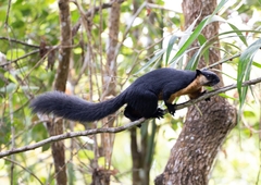Ratufa bicolor