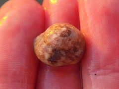 Agathistoma fasciatum