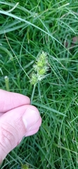 Carex brongniartii