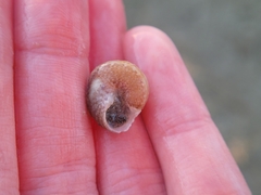 Agathistoma fasciatum