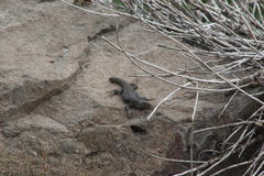 Liolaemus nigroviridis