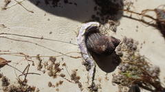 Spirobranchus cariniferus