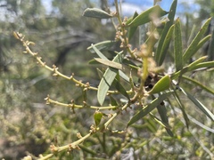 Acacia oswaldii