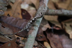 Anolis chrysolepis