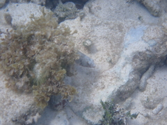 Sparisoma