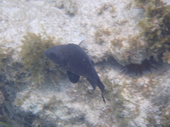 Hypoplectrus nigricans