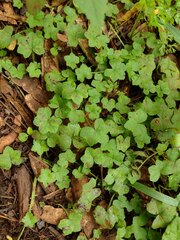 Hydrocotyle bowlesioides