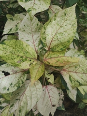 Acalypha wilkesiana