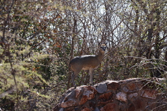 Oreotragus oreotragus