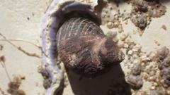Austrolittorina cincta