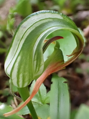 Pterostylis patens