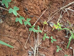 Macroptilium atropurpureum