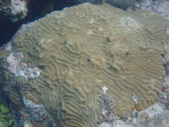 Pseudodiploria clivosa