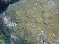 Pseudodiploria clivosa