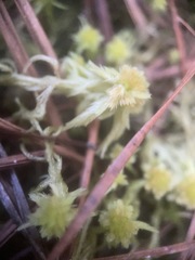Sphagnum cuspidatum