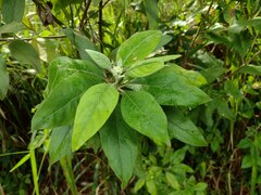 Pluchea carolinensis