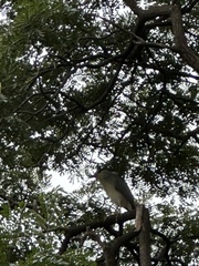 Nycticorax nycticorax nycticorax