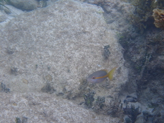 Ocyurus chrysurus